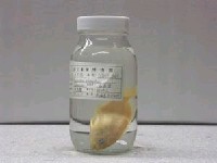 藏品(長花鮨)的圖片